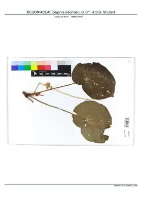 Description de l'image BEGONIACEAE begonia olsoniae L.B. Sm. & B.G. Shubert, INMA (MBML041947).pdf.