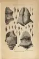 Clichés de O'Gorman, Gaëtan (1861-1939 ; comte).