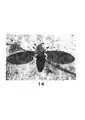 Plecia splendida Holotype de Célas.